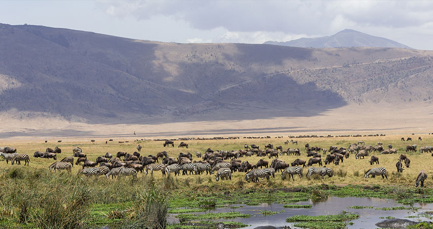3 Days Lake Manyara National Park / Ngorongoro safari