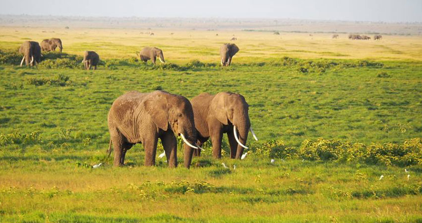 4 Days Amboseli National Park / Tsavo National Park Safari