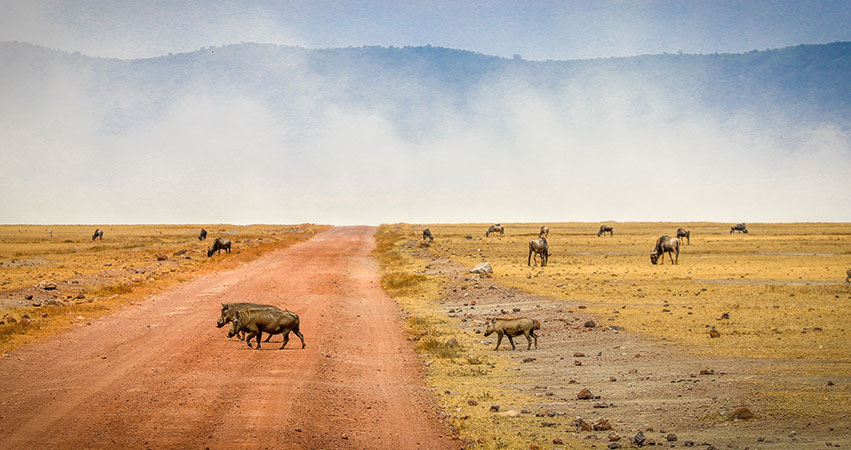 4 Days Lake Manyara National Park / Ngorongoro / Serengeti safari