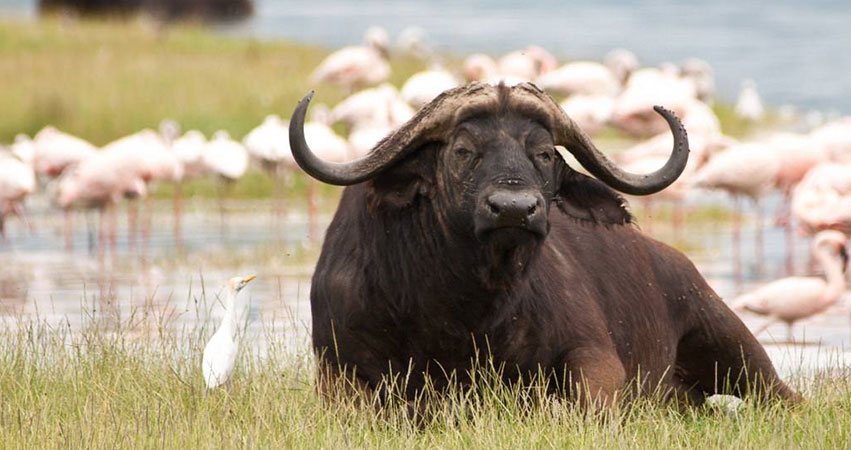 4 Days Masai Mara / Lake Nakuru National Park Safari