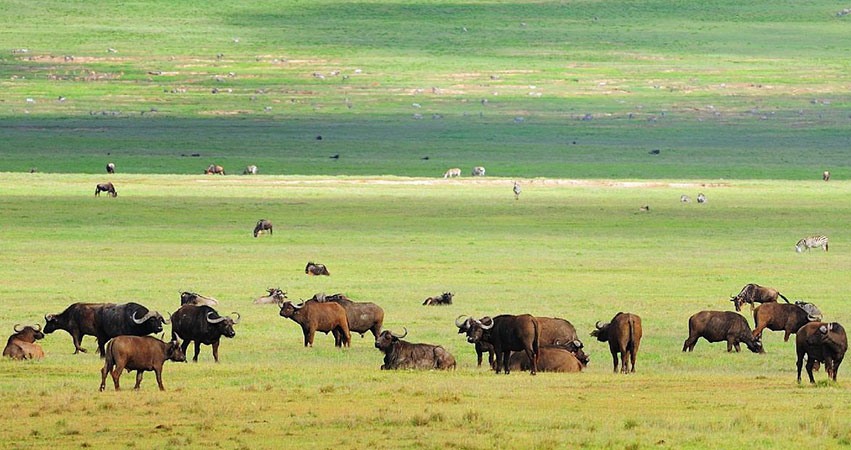 4 Days Serengeti National Parks / Ngorongoro Safari