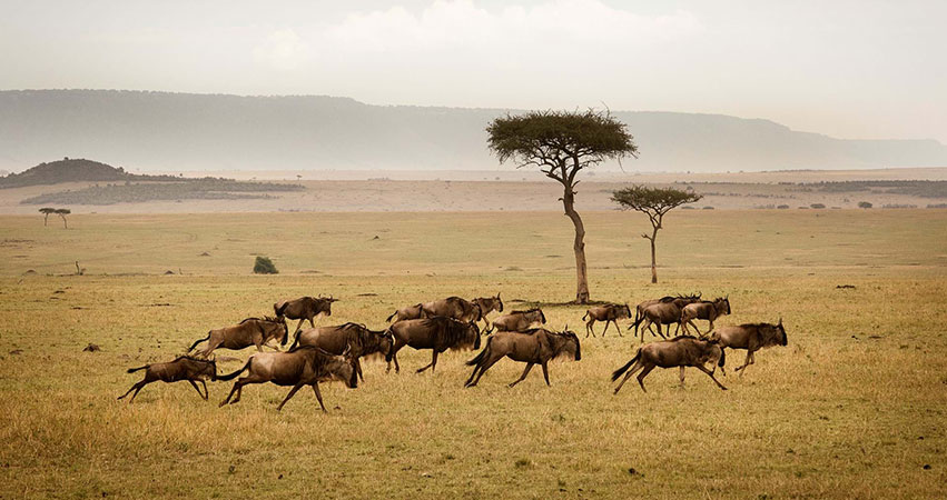 4 Days Serengeti National Parks / Ngorongoro Safari