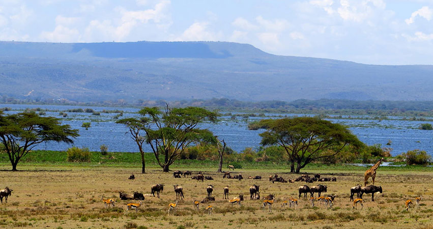 6 Days Amboseli National park / Lake Naivasha / Masai Mara Safari