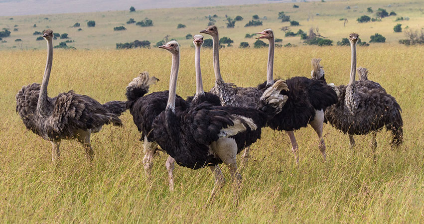 6 Days Aberdare National Park / Lake Nakuru / Masai Mara Safari