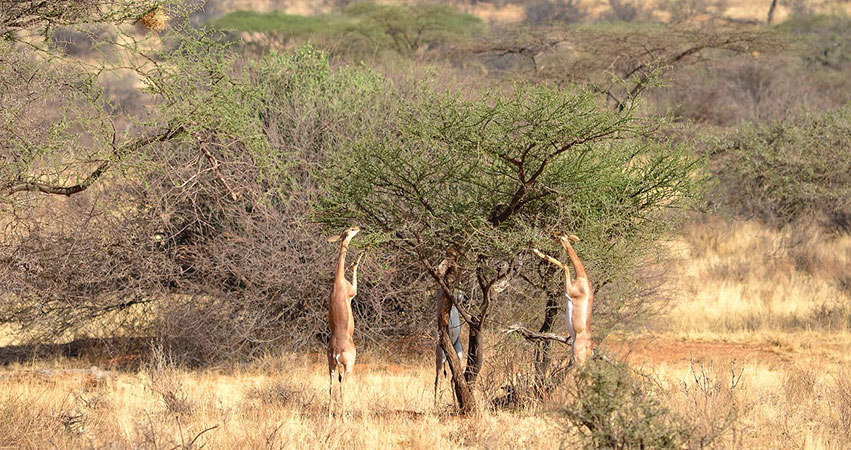 6 Days Samburu Game Reserve / Aberdares / Masai Mara Safari