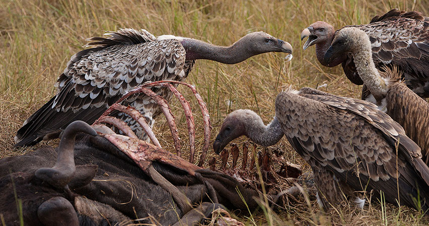 7 Days Samburu Game Reserve / Lake Nakuru / Masai Mara