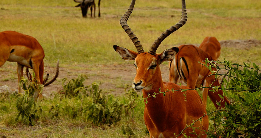 2 Days Amboseli National Park