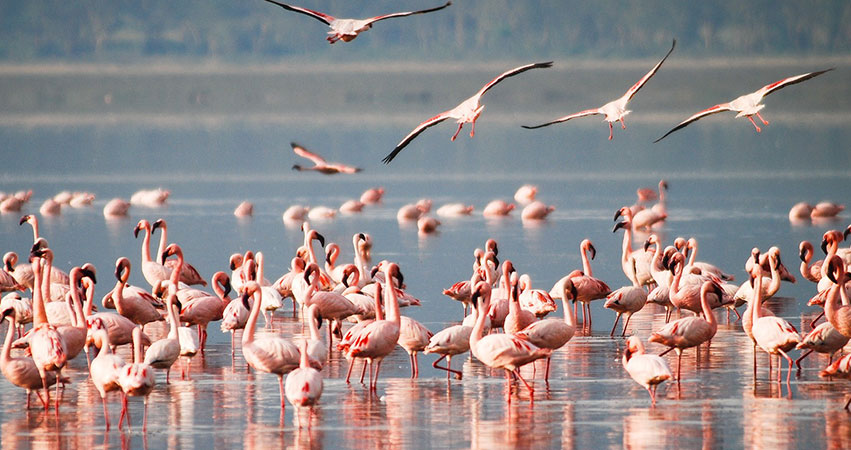 2 Days Lake Nakuru National Park
