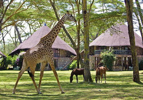 5 Days Nairobi / Lake Nakuru / Lake Naivasha / Masai Mara / Nairobi Lodge Safari